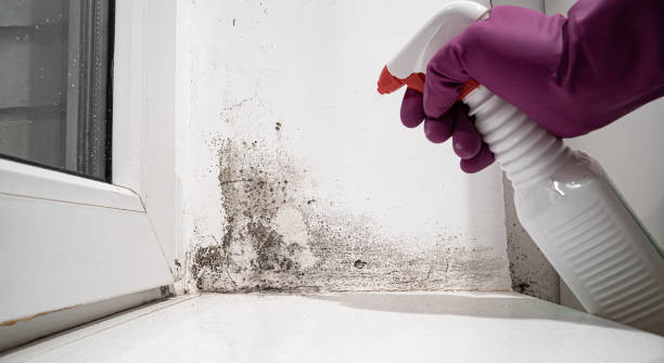 Best Ceiling water damage repair  in Ballard, UT